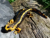 Salamandra-[Nin].jpg
